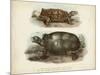 Antique Turtle Pair I-Vision Studio-Mounted Art Print