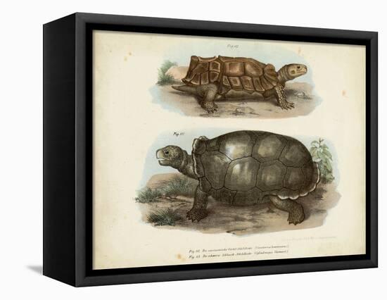 Antique Turtle Pair I-Vision Studio-Framed Stretched Canvas