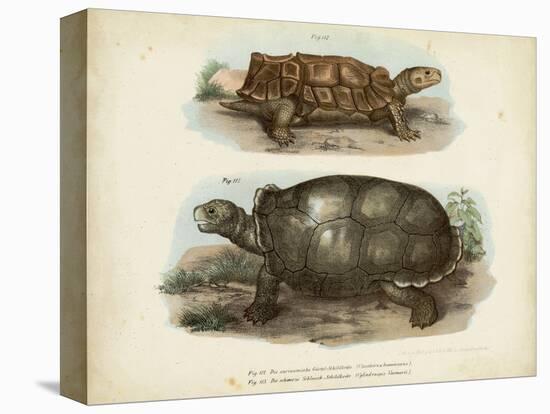 Antique Turtle Pair I-Vision Studio-Stretched Canvas