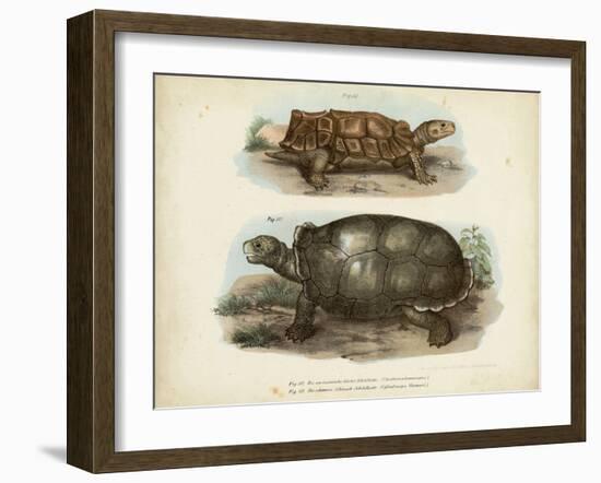 Antique Turtle Pair I-Vision Studio-Framed Art Print