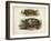 Antique Turtle Pair I-Vision Studio-Framed Art Print