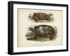 Antique Turtle Pair I-Vision Studio-Framed Art Print