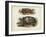 Antique Turtle Pair I-Vision Studio-Framed Art Print