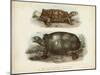 Antique Turtle Pair I-Vision Studio-Mounted Art Print