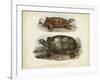 Antique Turtle Pair I-Vision Studio-Framed Art Print