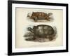 Antique Turtle Pair I-Vision Studio-Framed Art Print