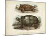 Antique Turtle Pair I-Vision Studio-Mounted Art Print