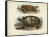 Antique Turtle Pair I-Vision Studio-Framed Stretched Canvas