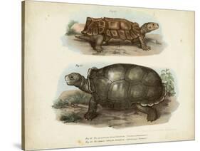 Antique Turtle Pair I-Vision Studio-Stretched Canvas