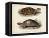 Antique Turtle Pair II-Vision Studio-Framed Stretched Canvas