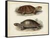 Antique Turtle Pair II-Vision Studio-Framed Stretched Canvas