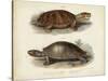 Antique Turtle Pair II-Vision Studio-Stretched Canvas