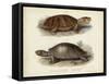 Antique Turtle Pair II-Vision Studio-Framed Stretched Canvas