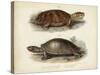 Antique Turtle Pair II-Vision Studio-Stretched Canvas