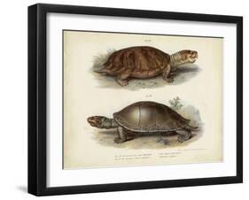 Antique Turtle Pair II-Vision Studio-Framed Art Print