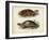 Antique Turtle Pair II-Vision Studio-Framed Art Print