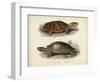 Antique Turtle Pair II-Vision Studio-Framed Art Print