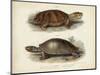 Antique Turtle Pair II-Vision Studio-Mounted Art Print