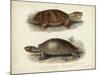 Antique Turtle Pair II-Vision Studio-Mounted Art Print