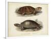 Antique Turtle Pair II-Vision Studio-Framed Art Print