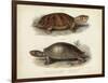 Antique Turtle Pair II-Vision Studio-Framed Art Print