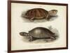 Antique Turtle Pair II-Vision Studio-Framed Art Print