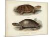 Antique Turtle Pair II-Vision Studio-Mounted Art Print