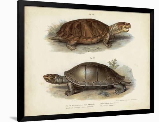 Antique Turtle Pair II-Vision Studio-Framed Art Print