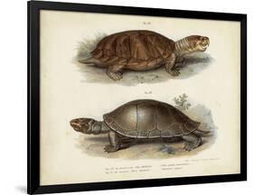 Antique Turtle Pair II-Vision Studio-Framed Art Print