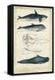 Antique Whale and Dolphin Study I-G. Henderson-Framed Stretched Canvas