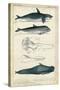 Antique Whale and Dolphin Study I-G. Henderson-Stretched Canvas