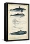 Antique Whale and Dolphin Study I-G. Henderson-Framed Stretched Canvas