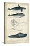 Antique Whale and Dolphin Study I-G. Henderson-Stretched Canvas