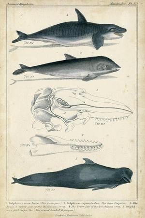 https://imgc.allpostersimages.com/img/posters/antique-whale-and-dolphin-study-i_u-L-Q1IJXP90.jpg?artPerspective=n