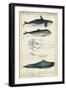 Antique Whale and Dolphin Study I-G. Henderson-Framed Art Print