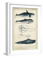 Antique Whale and Dolphin Study I-G. Henderson-Framed Art Print