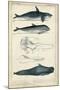 Antique Whale and Dolphin Study I-G. Henderson-Mounted Art Print