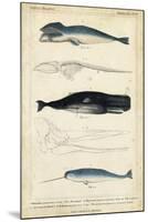 Antique Whale and Dolphin Study III-G. Henderson-Mounted Art Print