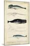 Antique Whale and Dolphin Study III-G. Henderson-Mounted Art Print