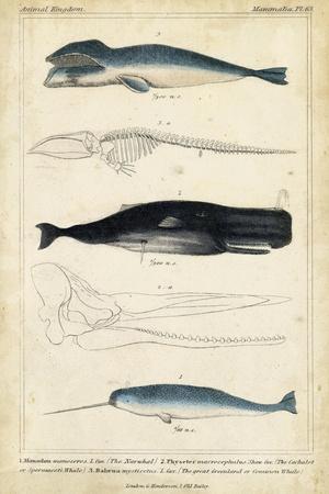 https://imgc.allpostersimages.com/img/posters/antique-whale-and-dolphin-study-iii_u-L-Q1IJX8X0.jpg?artPerspective=n