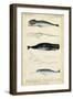 Antique Whale and Dolphin Study III-G. Henderson-Framed Art Print