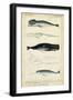 Antique Whale and Dolphin Study III-G. Henderson-Framed Art Print