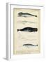 Antique Whale and Dolphin Study III-G. Henderson-Framed Art Print