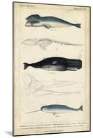 Antique Whale and Dolphin Study III-G. Henderson-Mounted Art Print