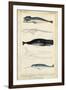 Antique Whale and Dolphin Study III-G. Henderson-Framed Art Print