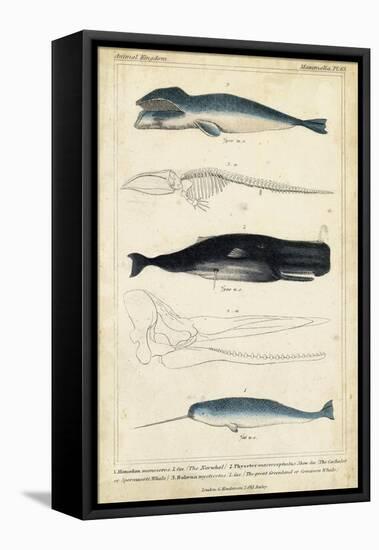 Antique Whale and Dolphin Study III-G. Henderson-Framed Stretched Canvas