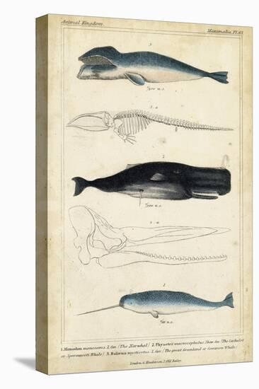 Antique Whale and Dolphin Study III-G. Henderson-Stretched Canvas