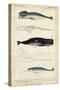 Antique Whale and Dolphin Study III-G. Henderson-Stretched Canvas