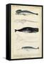 Antique Whale and Dolphin Study III-G. Henderson-Framed Stretched Canvas