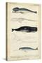 Antique Whale and Dolphin Study III-G. Henderson-Stretched Canvas